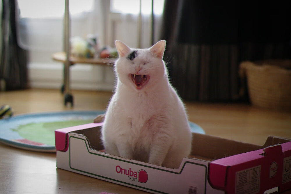 开云官网-从海布里到世界杯，约翰·斯通斯，一座沉默的桥梁如何接管比赛