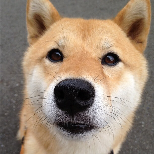 开云体育入口-绝境铸就传奇，字母哥末节20分撕碎热火铁血防线