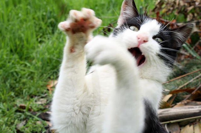 开云体育中国-宿敌的种子，2024年篮网对决爵士如何为2026世界杯的切特时代埋下伏笔