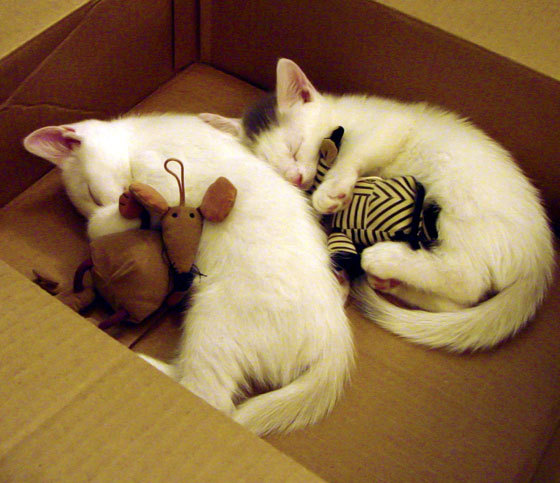 战术棋盘上的引擎，马丁内利如何在摩纳哥对阵拉齐奥的攻防转换中成为决定性核心