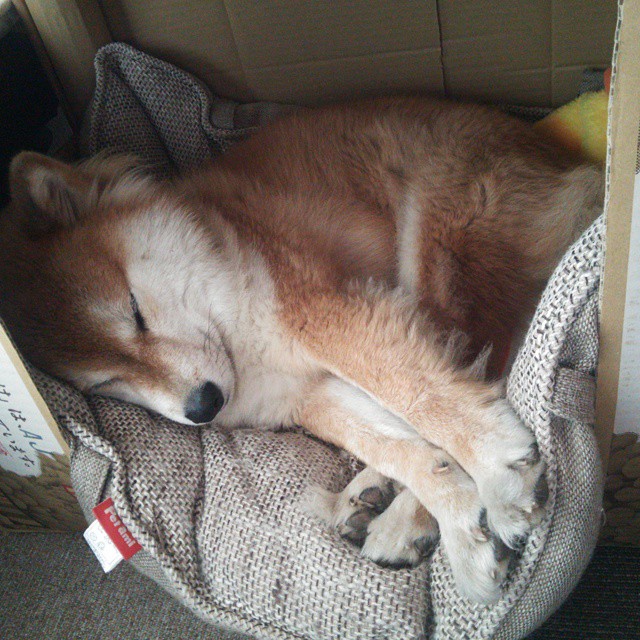 平行时空的接管,当日本足球碾压瑞士之时,巴雷拉正于西决战场封神