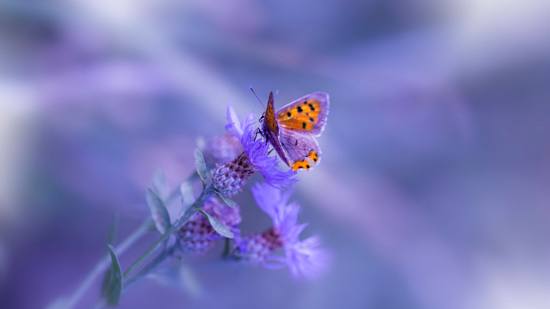 开云体育入口-意甲焦点战之夜,当飓风对撞时,他是唯一的工笔画师