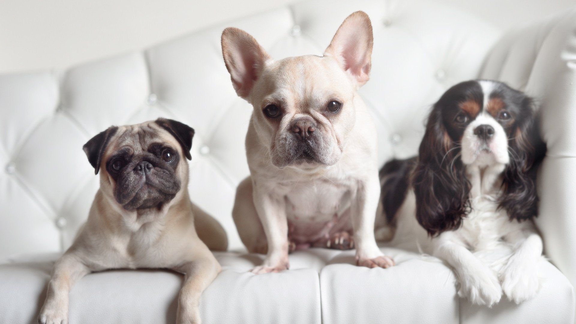 绿茵棋手,英格拉姆在美加墨之夜的一手胜负