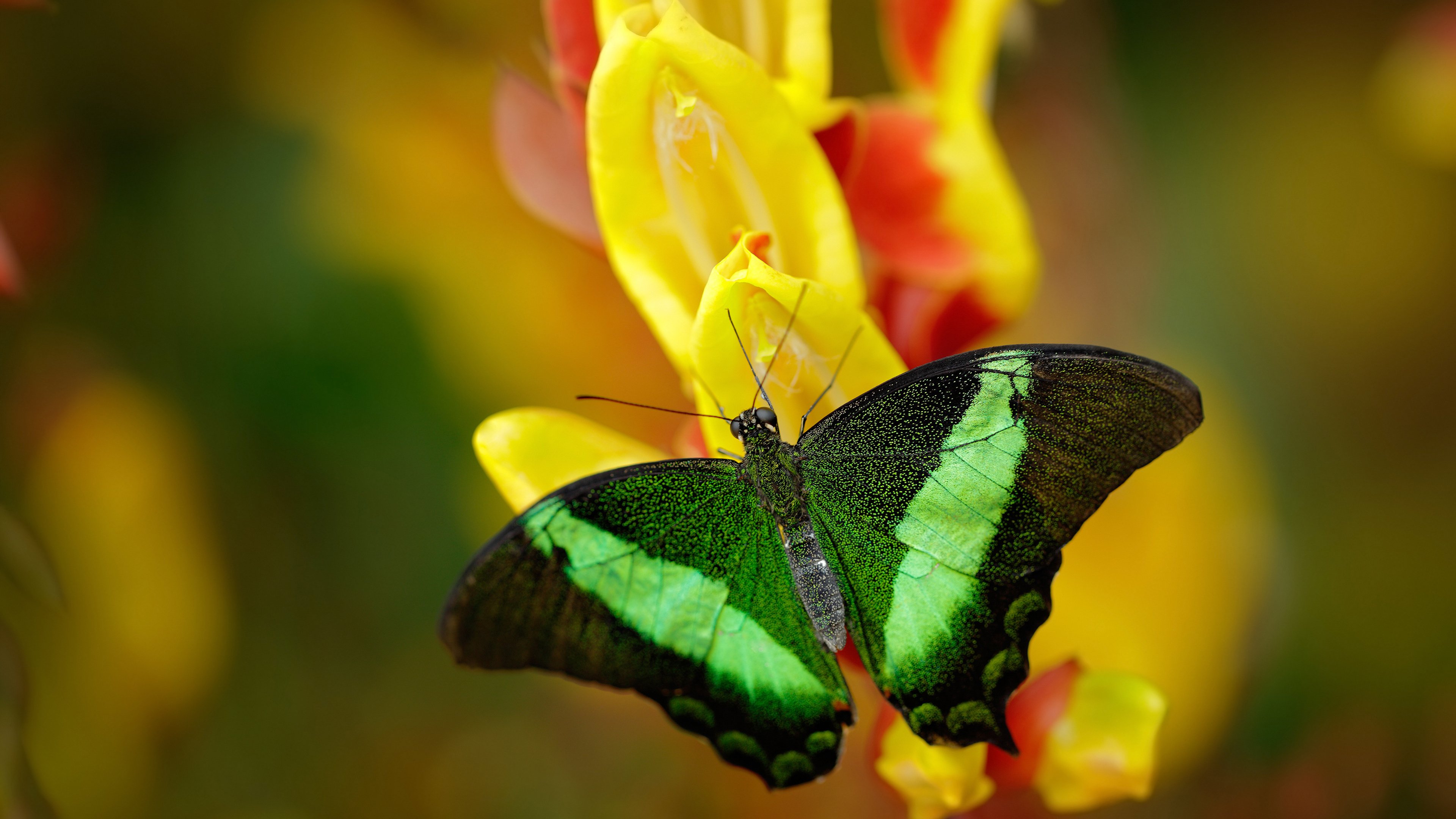 开云APP-双城记，国家德比硝烟再起，雷霆青年军决战孟菲斯