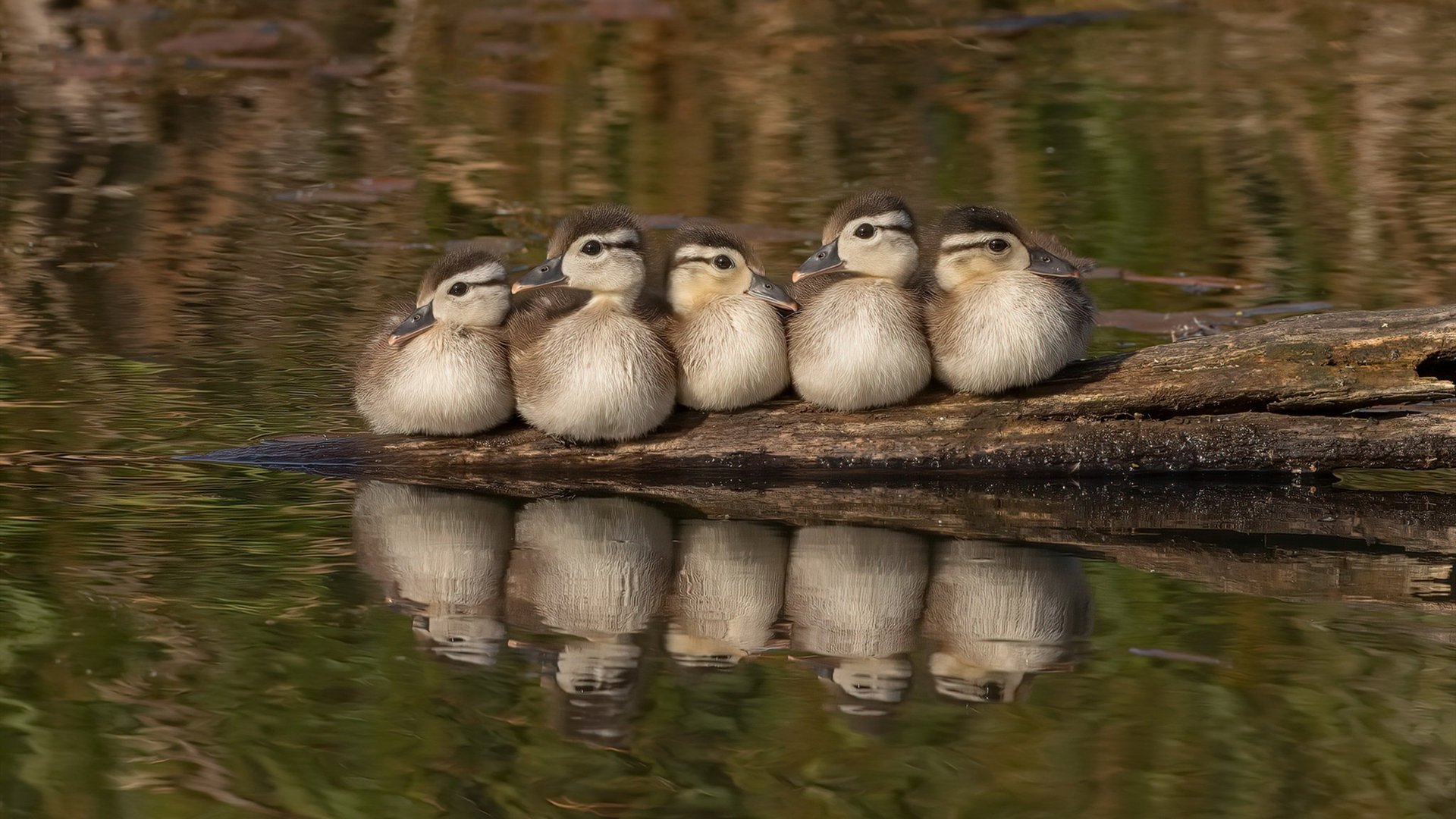 跨界速胜学，从篮球场到F1赛道，瞬间决策如何主宰赛场