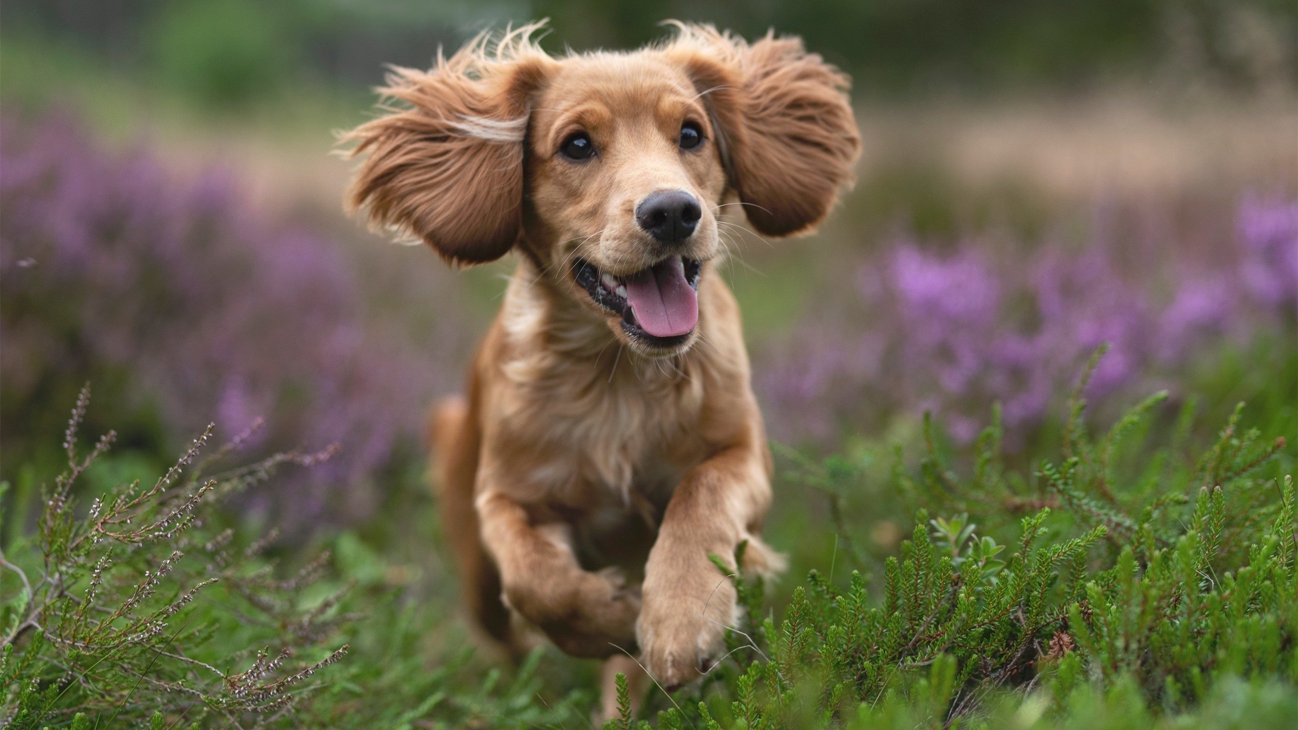 意甲焦点战的跨界启示,吉林队如何以独行侠精神爆冷?