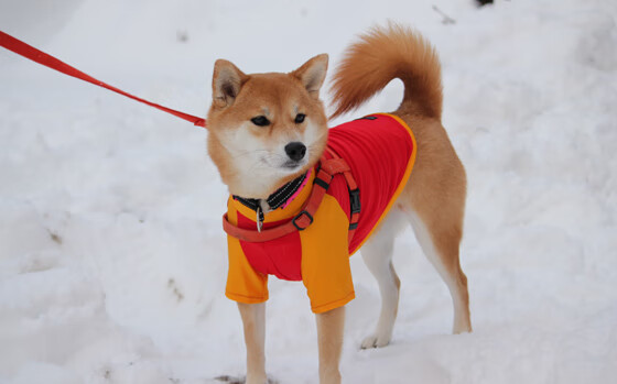 红墙与金杯，当塞维利亚德比的铁血，映照NBA总决赛的孤注一掷