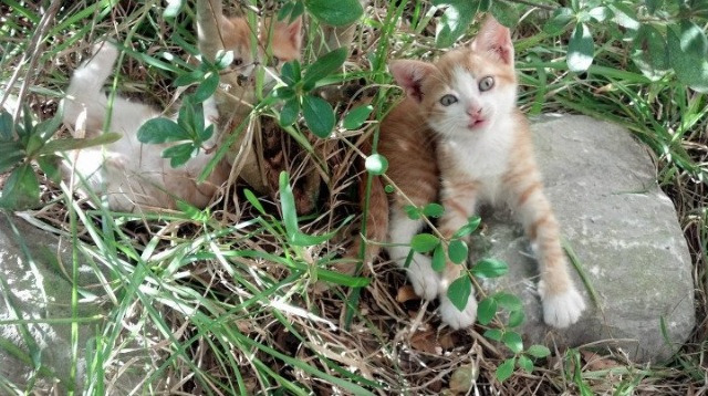 新秩序诞生之夜，努涅斯一剑封喉，拉齐奥战术完胜毕尔巴鄂
